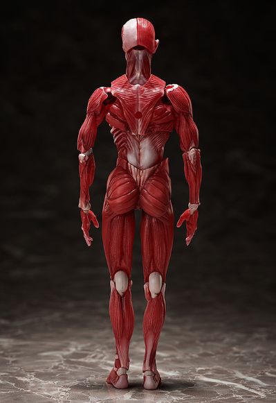 figma#SP-142 桌上美术馆 人体模型