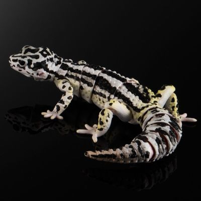 进化生物大图鉴 斑纹 与 蜥蜴 3种套装