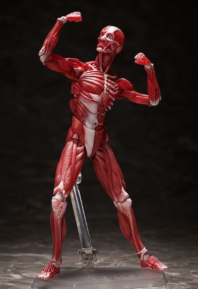 figma#SP-142 桌上美术馆 人体模型
