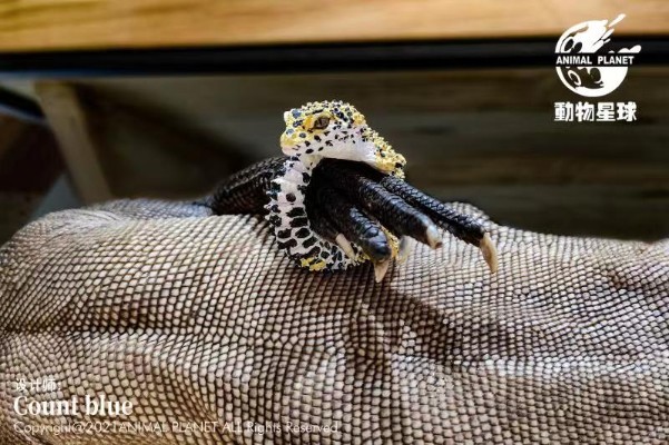 动物戒指 豹纹守宫