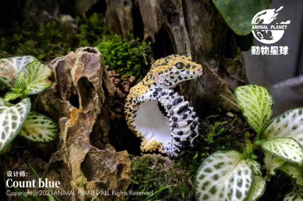 动物戒指 豹纹守宫