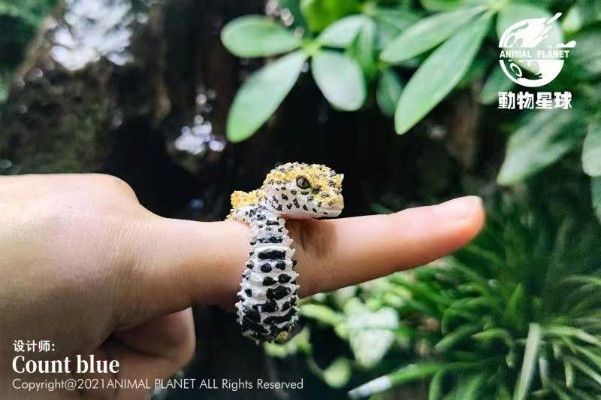 动物戒指 豹纹守宫