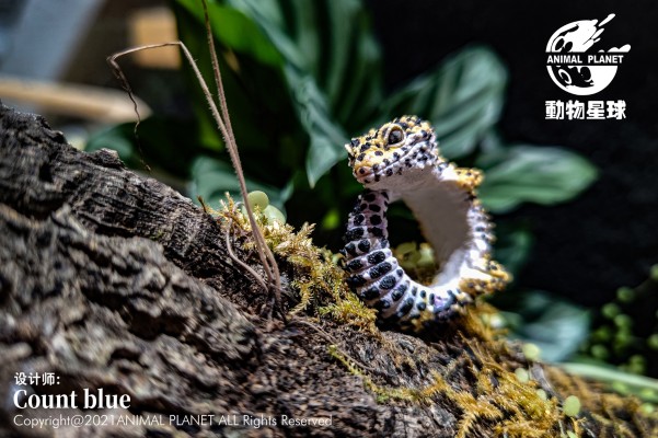 动物戒指 豹纹守宫