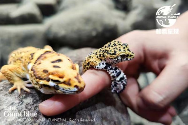 动物戒指 豹纹守宫