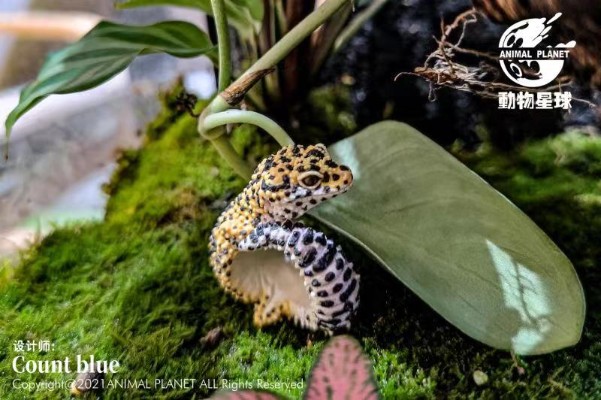 动物戒指 豹纹守宫