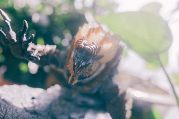 S.H.MonsterArts  怪物猎人系列   雷狼龙