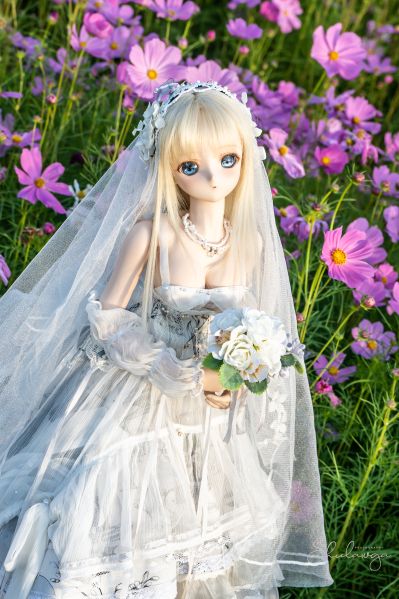 《秋桜の花嫁》