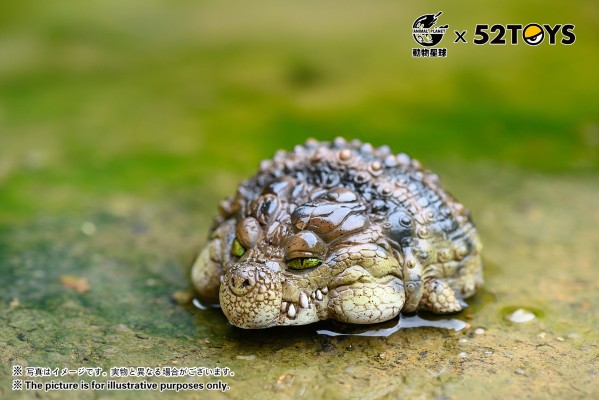 《歇会儿》系列第二弹—尼罗鳄