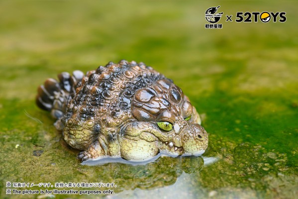 《歇会儿》系列第二弹—尼罗鳄