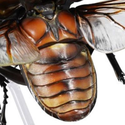 REVOGEO 长颈鹿锯锹