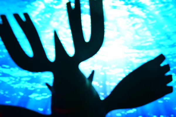 宝可梦比例世界 神奥地区 套装