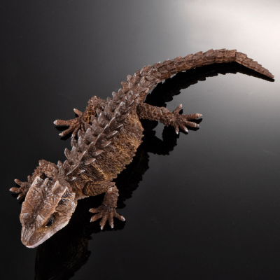 终极生物大图鉴系列  红眼鹰蜥 与 黑眼鹰蜥