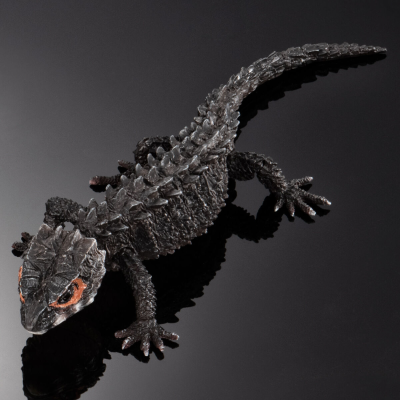 终极生物大图鉴系列  红眼鹰蜥 与 黑眼鹰蜥