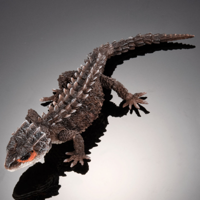 终极生物大图鉴系列  红眼鹰蜥 与 黑眼鹰蜥