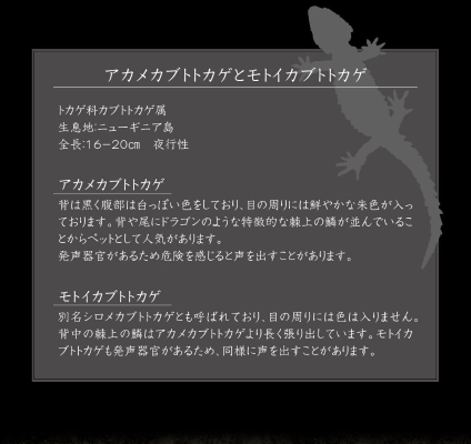 终极生物大图鉴系列  红眼鹰蜥 与 黑眼鹰蜥