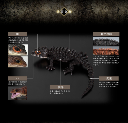 终极生物大图鉴系列  红眼鹰蜥 与 黑眼鹰蜥