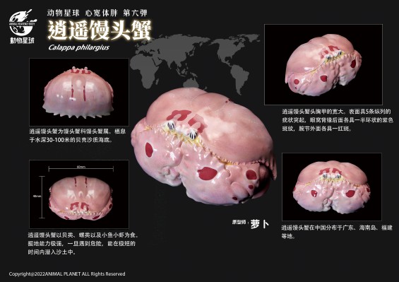 心宽体胖 甲壳类动物