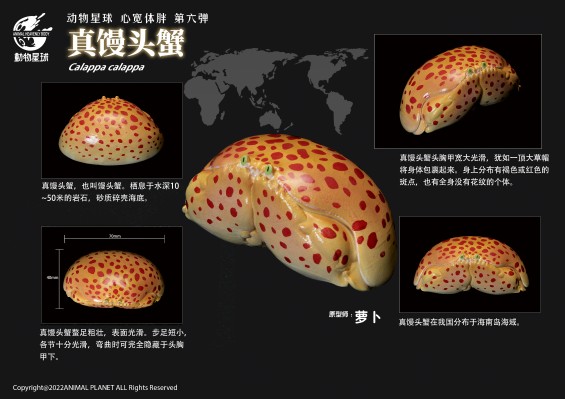 心宽体胖 甲壳类动物