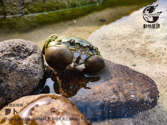 心宽体胖 甲壳类动物