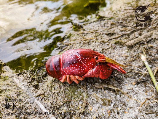 心宽体胖 甲壳类动物