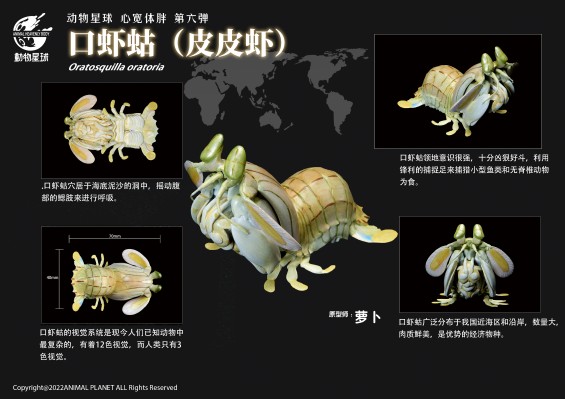 心宽体胖 甲壳类动物