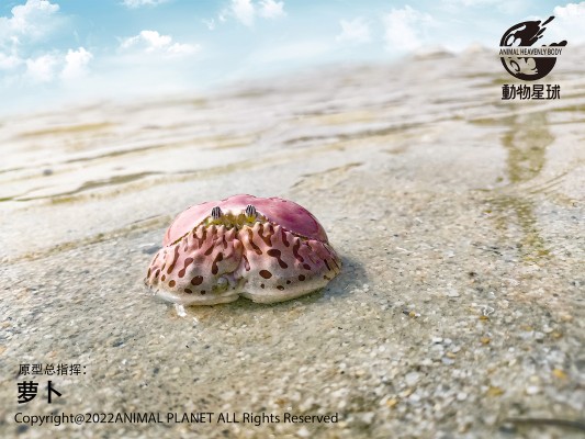 心宽体胖 甲壳类动物