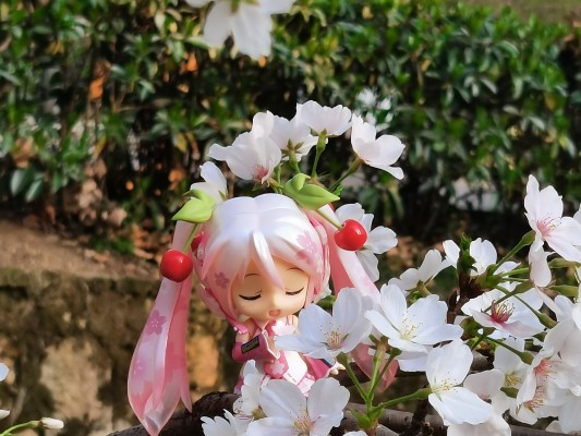 粘土人 #274 樱初音 樱未来