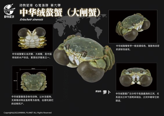 心宽体胖 甲壳类动物