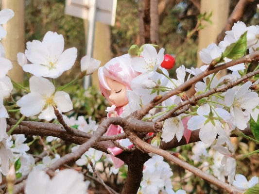 粘土人 #274 樱初音 樱未来