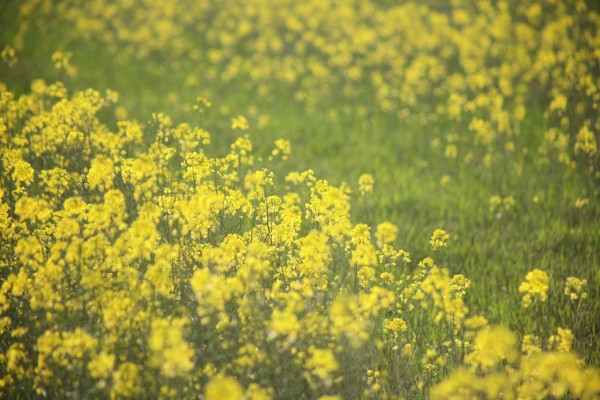 Extra Figure EVA 绫波丽 Fruits Punch feat.okama