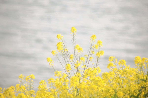 Extra Figure EVA 绫波丽 Fruits Punch feat.okama