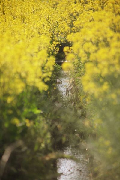 Extra Figure EVA 绫波丽 Fruits Punch feat.okama