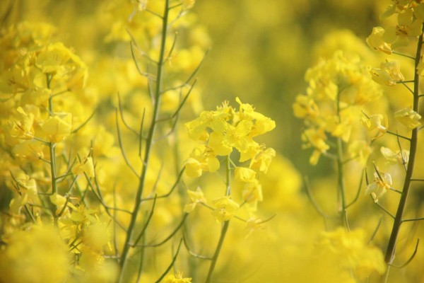 Extra Figure EVA 绫波丽 Fruits Punch feat.okama