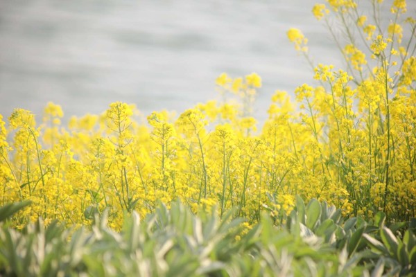 Extra Figure EVA 绫波丽 Fruits Punch feat.okama