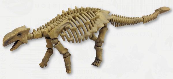 俯式骨架 恐龙系列106 甲龙