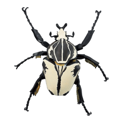 一番赏昆虫 世界昆虫博物馆 G奖 歌莉亚大王花金龟