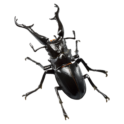 一番赏昆虫 世界昆虫博物馆 E奖 长颈鹿锯锹