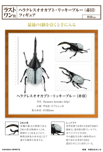 一番赏昆虫 世界昆虫博物馆 最终大奖 灰白利奇长戟大兜虫（红眼）