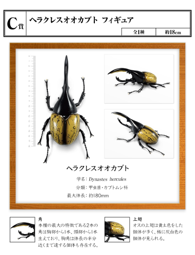 一番赏昆虫 世界昆虫博物馆 C奖 长戟大兜虫