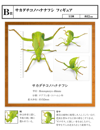 一番赏昆虫 世界昆虫博物馆 B奖 巨扁竹节虫