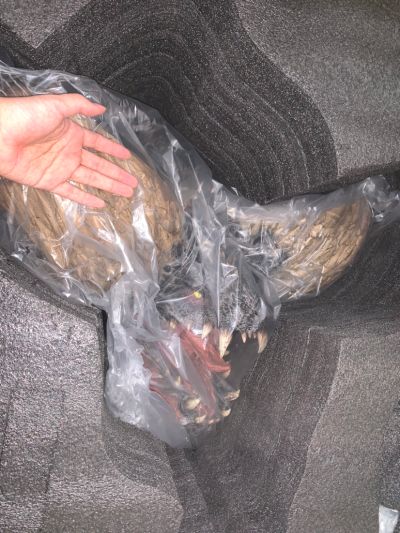 怪物猎人15周年 怪物猎人:世界 灭尽龙 高分辨率精细头雕