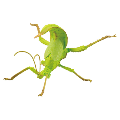 一番赏昆虫 世界昆虫博物馆 B奖 巨扁竹节虫