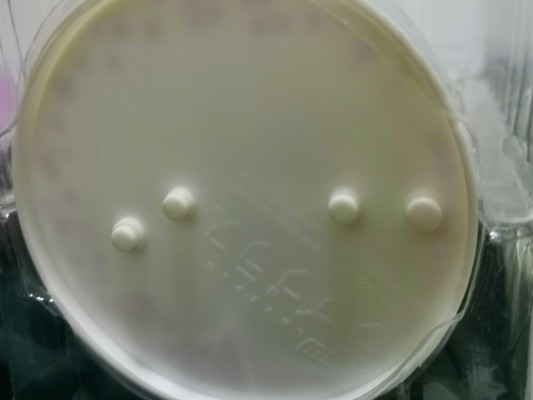 一番赏 NEWLove Plus A賞 高嶺愛花  