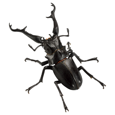 一番赏昆虫 世界昆虫博物馆 F奖 长颈鹿锯锹（白眼）