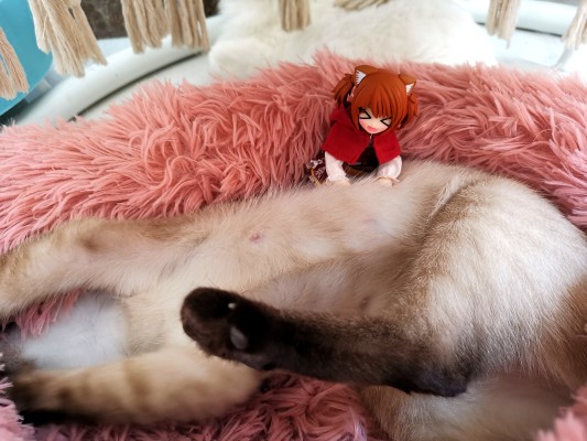 耳朵花园博物志 米亚姆