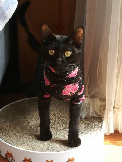 Fate / Grand Order 吉尔加美什