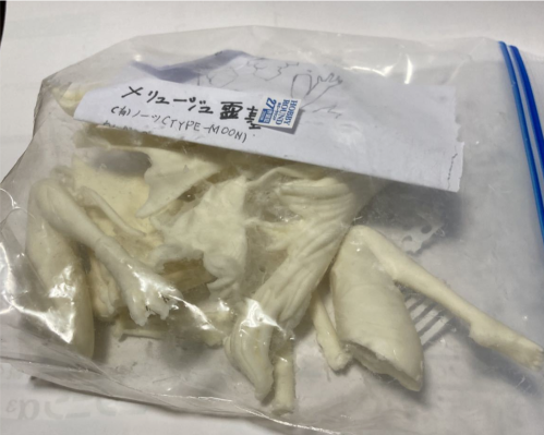 命运-冠位指令 裁定者-梅柳齐娜