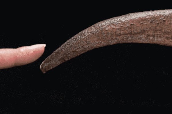 MUS015 博物馆古生物系列 霸王龙