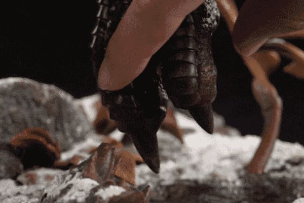 MUS015 博物馆古生物系列 霸王龙