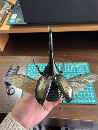 一番赏昆虫 世界昆虫博物馆 C奖 长戟大兜虫